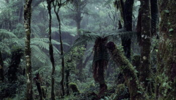 «Wallace», entre faune et chimères menaçantes de la forêt amazonienne