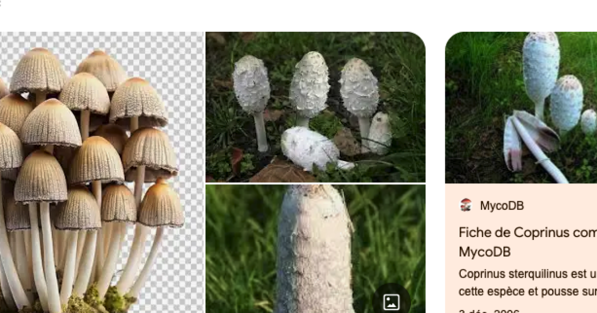 Sur Google, les photos de champignons générées par IA font courir de vrais dangers