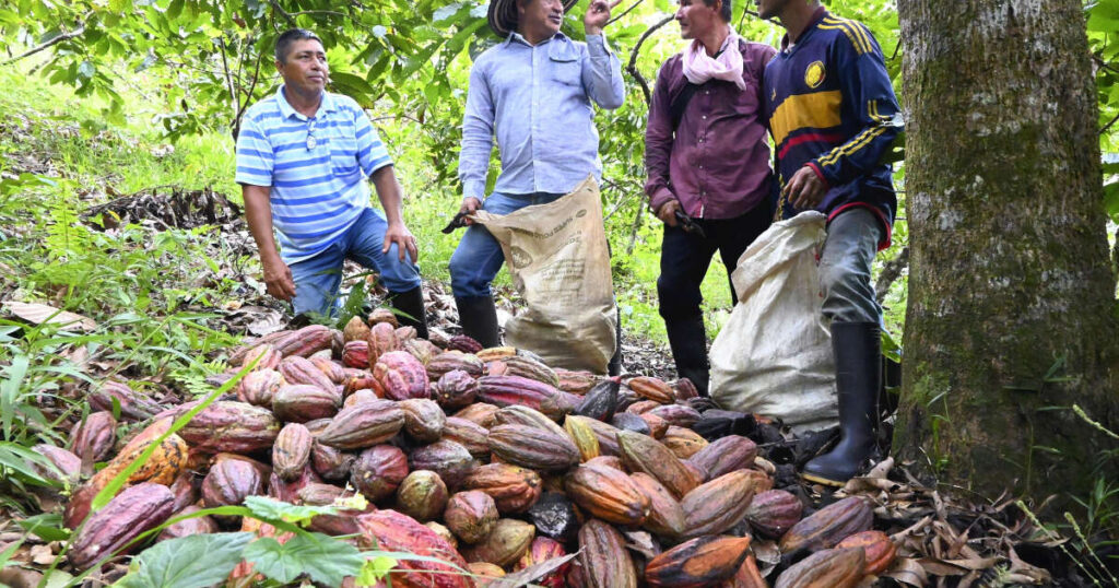 Cacao et vanille : la Colombie pousse ses paysans à abandonner la coca, en crise