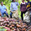 Cacao et vanille : la Colombie pousse ses paysans à abandonner la coca, en crise