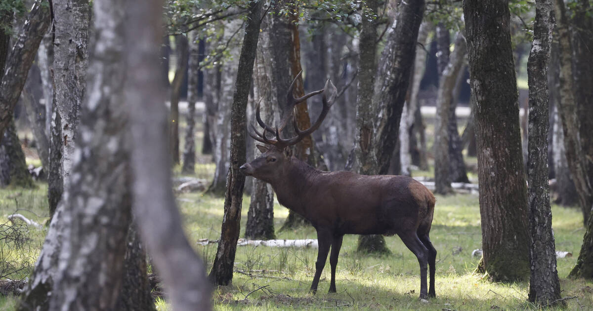 Traqué par des chasseurs à courre, un cerf se réfugie devant la gendarmerie de Senlis