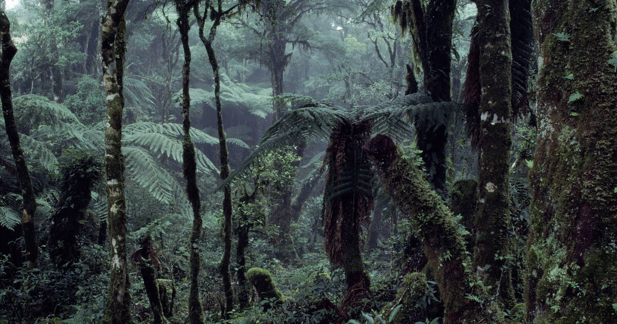 «Wallace», entre faune et chimères menaçantes de la forêt amazonienne