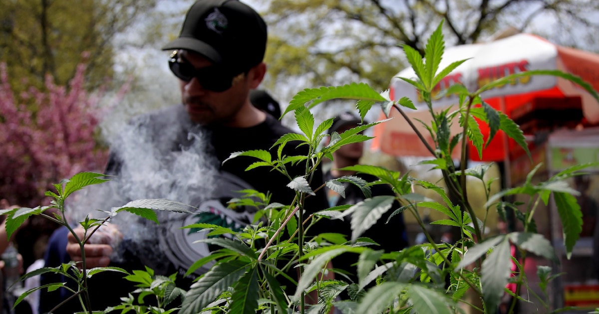 Un plant de cannabis est exhibé lors d'une célébration au Washington Square Park à New York City le 20 avril 2024