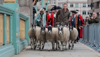 L'acteur Damian Lewis s'improvise berger à Londres pour perpétuer une tradition médiévale britannique