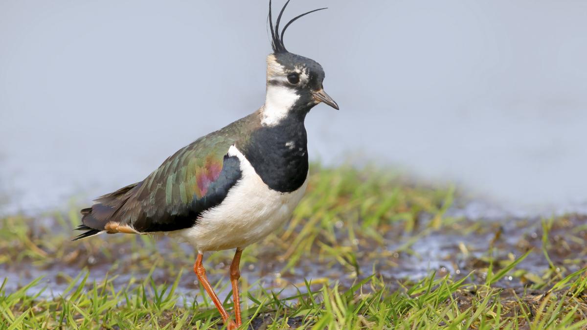 So schlecht steht es um die Natur in Deutschland