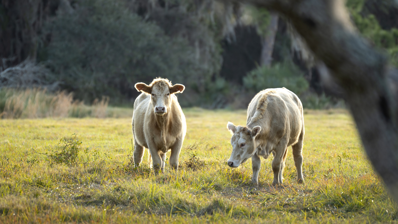 98 nouveaux animaux infectés: La fièvre catarrhale se propage au Luxembourg