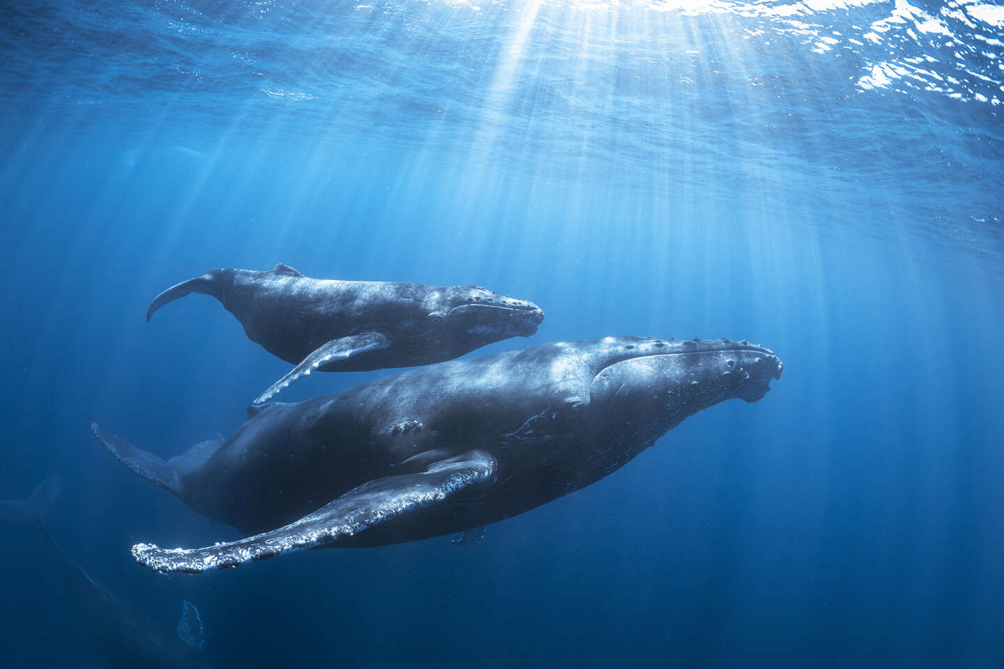 A La Réunion, des scientifiques alertent sur les méfaits de la « chasse touristique » à la baleine