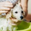 À quelle fréquence faut-il laver son chien (ou son chat)?