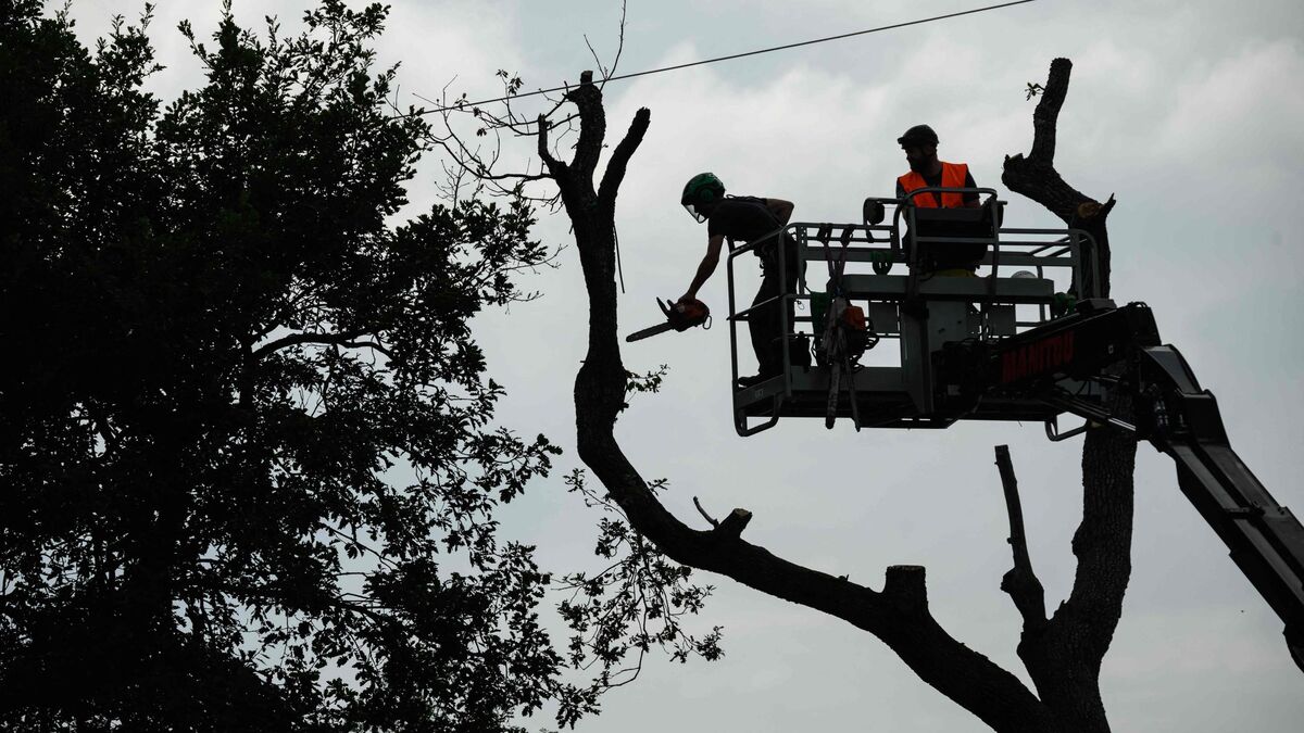 A69 : presque 60 arbres abattus sur le tracé de l’autoroute ce dimanche