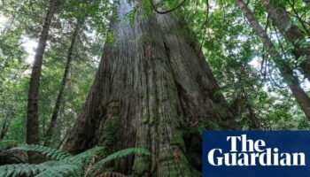 Albanese urged to ditch Howard-era native forest logging exemptions