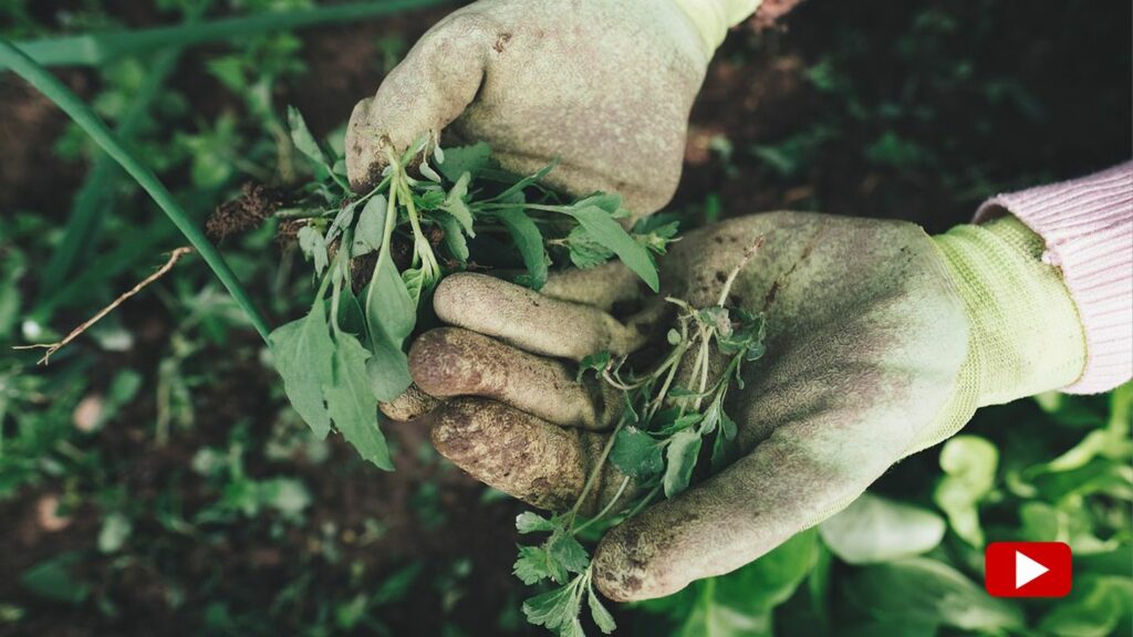 Allzweckmittel: Günstig und effektiv: Cola kann im Garten ein wahres Wundermittel sein