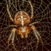 Arachnophobie: Reporterin testet: So werden Sie Ihre Angst vor Spinnen los