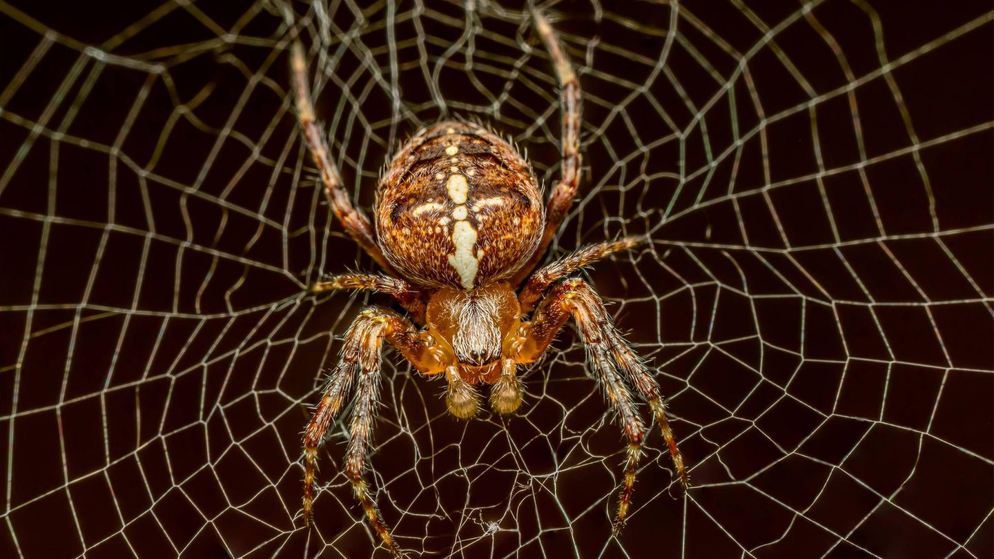 Arachnophobie: Reporterin testet: So werden Sie Ihre Angst vor Spinnen los