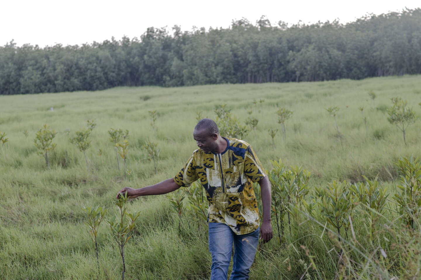 Au Bénin, ONG et divinités vaudoues au chevet des précieuses mangroves