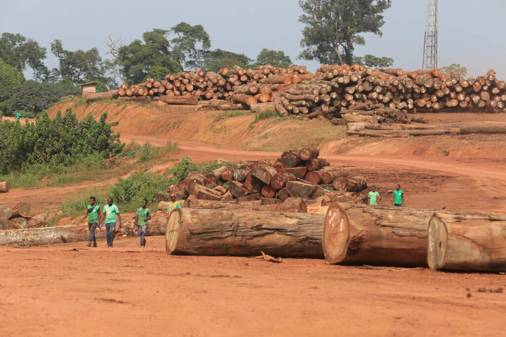 Au Gabon, la filière bois au défi de l’industrialisation et de la certification