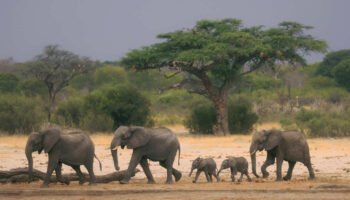 Au Zimbabwe, le gouvernement veut abattre des éléphants pour nourrir les plus vulnérables