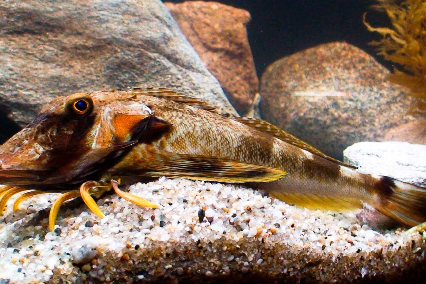 Au fond de la mer, des poissons avec des jambes