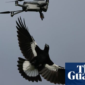 Australia’s magpie swooping season is here – but they aren’t the only birds to watch out for