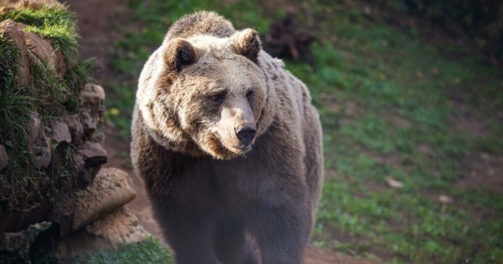 Aux États-Unis, un enfant de 12 ans abat un ours pour sauver son père