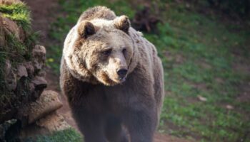 Aux États-Unis, un enfant de 12 ans abat un ours pour sauver son père