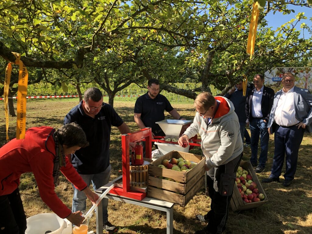 Belle initiative au Luxembourg: Si vous voyez ce ruban jaune sur un arbre, les fruits sont gratuits