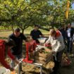 Belle initiative au Luxembourg: Si vous voyez ce ruban jaune sur un arbre, les fruits sont gratuits