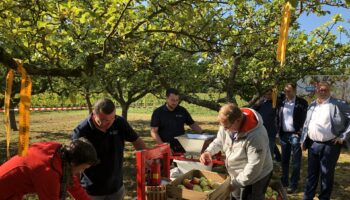 Belle initiative au Luxembourg: Si vous voyez ce ruban jaune sur un arbre, les fruits sont gratuits