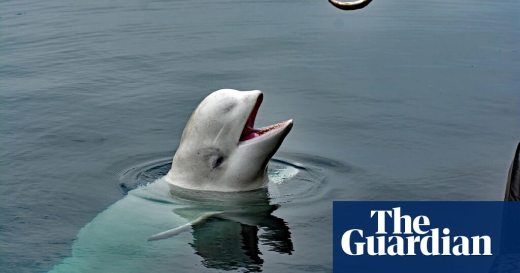 Beluga whale alleged to be Russian ‘spy’ was shot, animal rights groups say