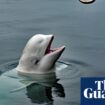 Beluga whale alleged to be Russian ‘spy’ was shot, animal rights groups say