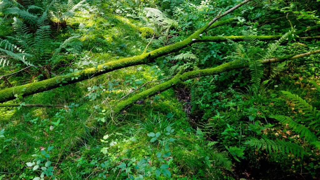 Biodiversität: „Es geht hier um die Bewahrung eines Lebenserhaltungssystems“