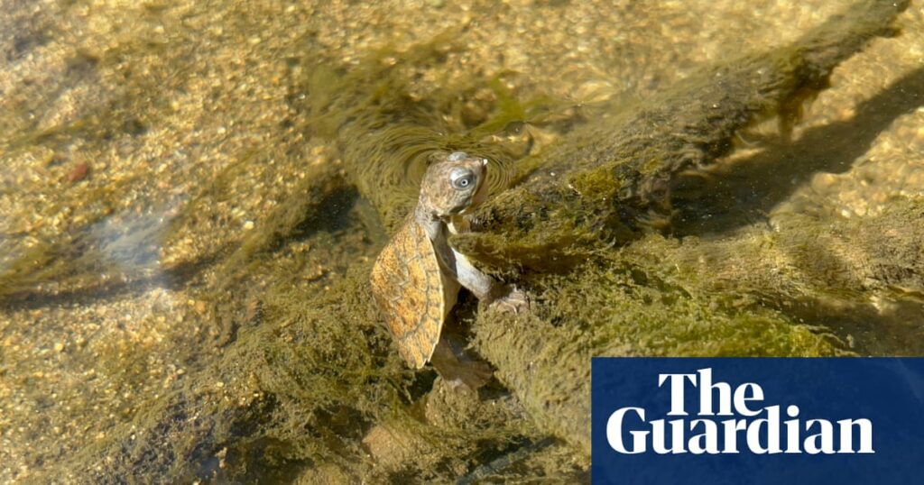 Bottom-breathing turtle among Queensland endangered species under threat from invasive fish