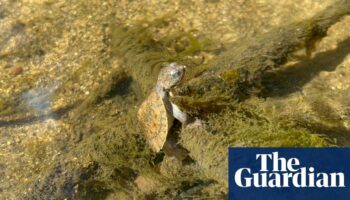 Bottom-breathing turtle among Queensland endangered species under threat from invasive fish