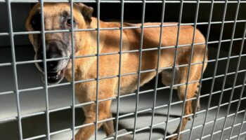 « Ça va être la cata ! » : la crainte d’abandons massifs de malinois après les JO