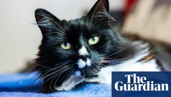 Cat that comforts trafficked women in London safe house is feline of the year