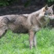 C'est officiel: L'Europe est d'accord pour réduire la protection du loup