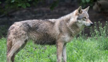 C'est officiel: L'Europe est d'accord pour réduire la protection du loup