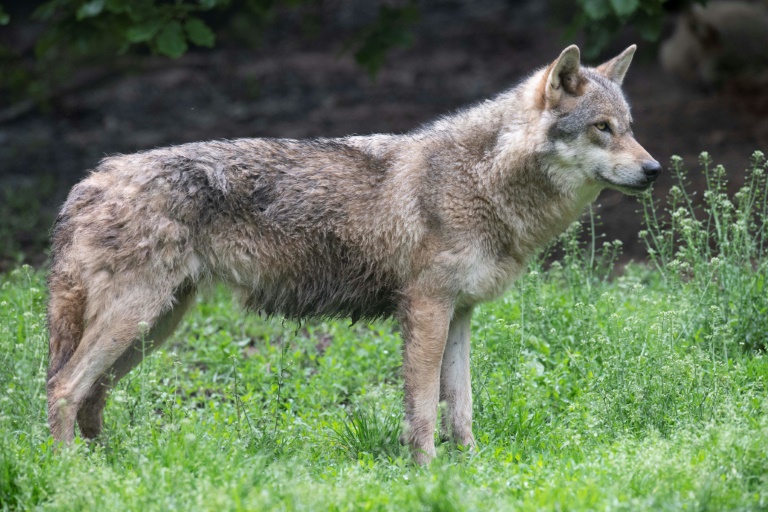 C'est officiel: L'Europe est d'accord pour réduire la protection du loup