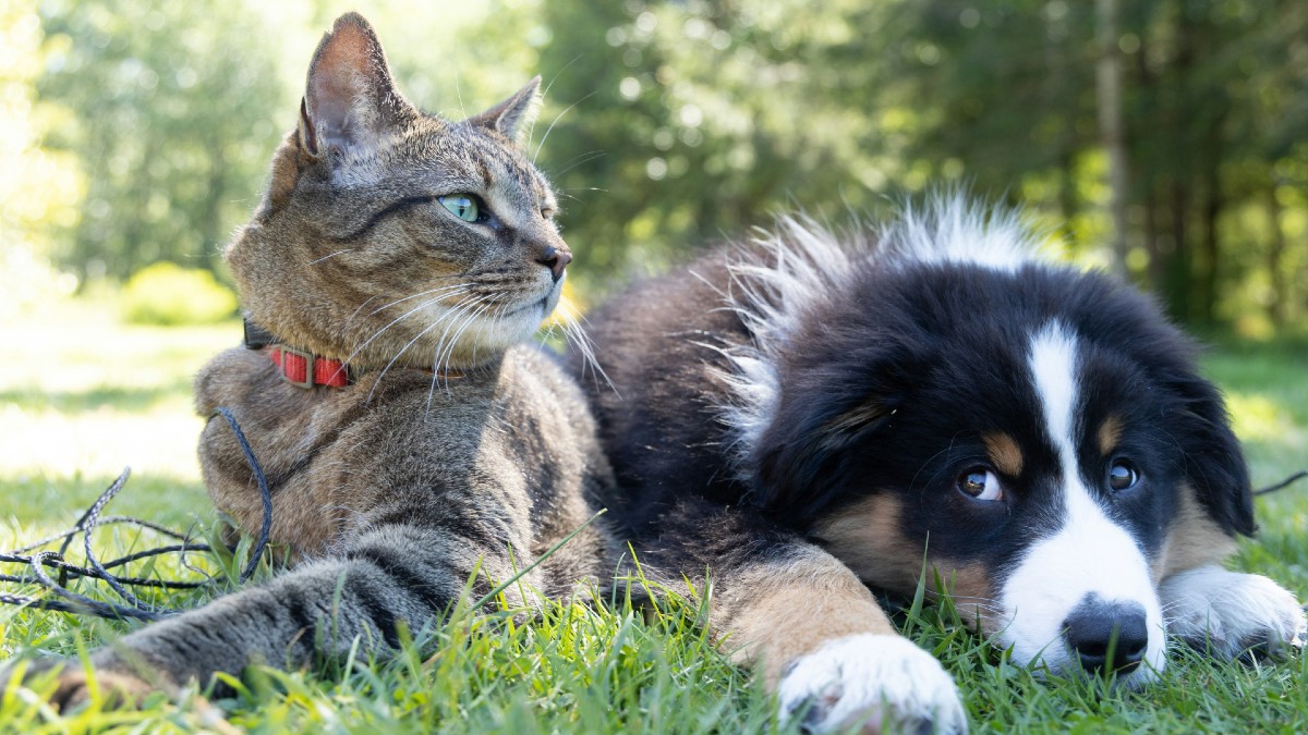 Chat contre chien: savoir qui est le plus intelligent n'est pas si évident