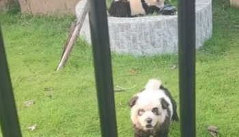 Chine : un zoo présentait des chiens peints comme des pandas