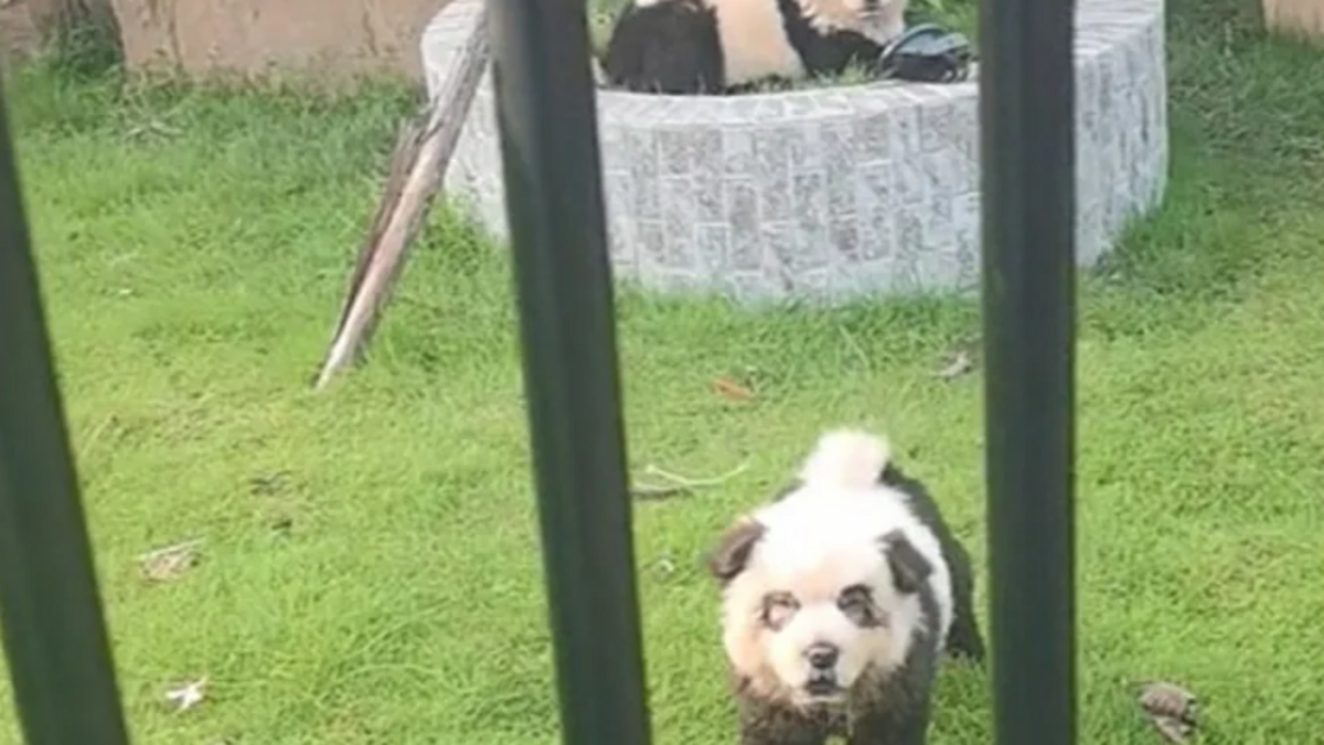 Chine : un zoo présentait des chiens peints comme des pandas