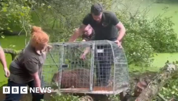 Cinnamon the capybara captured in pond