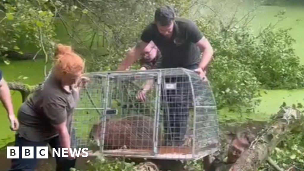 Cinnamon the capybara captured in pond