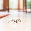 Cleaning expert's 'magic spray' to keep spiders out of your home