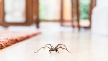 Cleaning expert's 'magic spray' to keep spiders out of your home