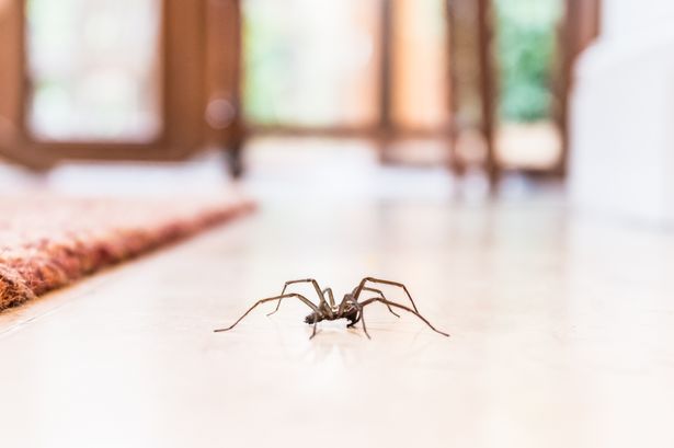 Cleaning expert's 'magic spray' to keep spiders out of your home