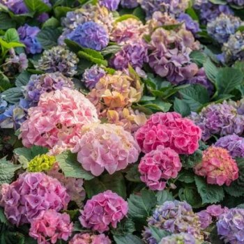 Common mistake could kill hydrangeas - how to avoid it this autumn