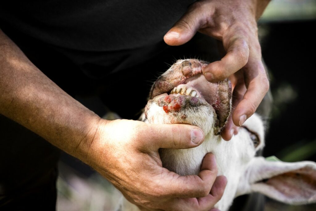 Davantage d'animaux meurent: La fièvre catarrhale ovine continue de progresser au Luxembourg