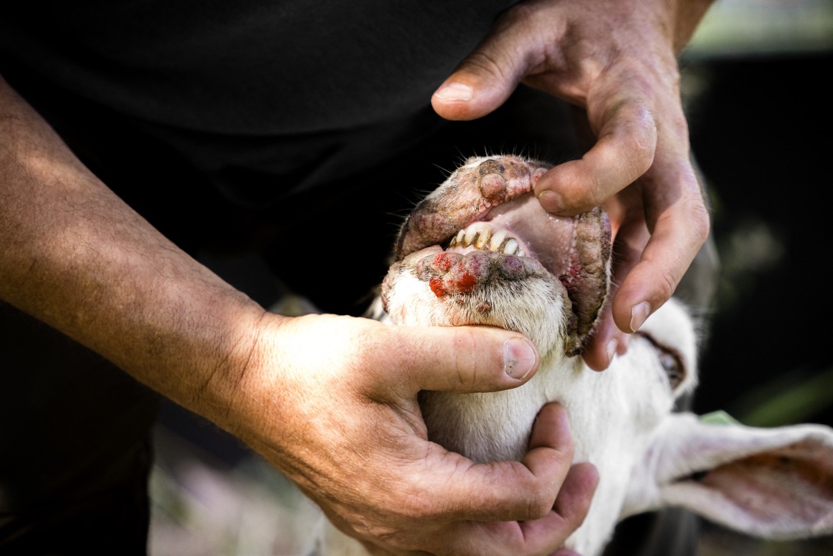 Davantage d'animaux meurent: La fièvre catarrhale ovine continue de progresser au Luxembourg