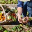 Des terres locales à l’assiette : près de Cannes, Mougins ouvre sa propre ferme