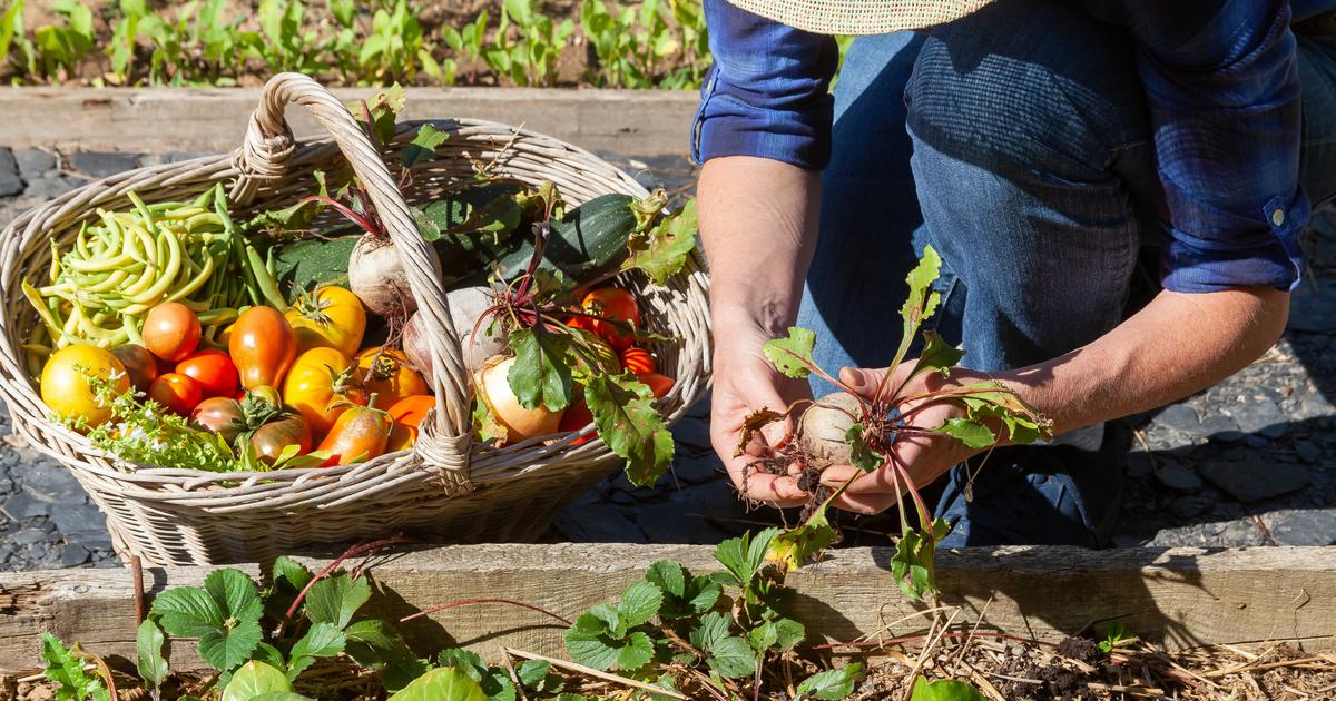 Des terres locales à l’assiette : près de Cannes, Mougins ouvre sa propre ferme